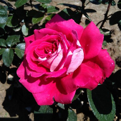 Ruža GAVOTTE kont. 3 L