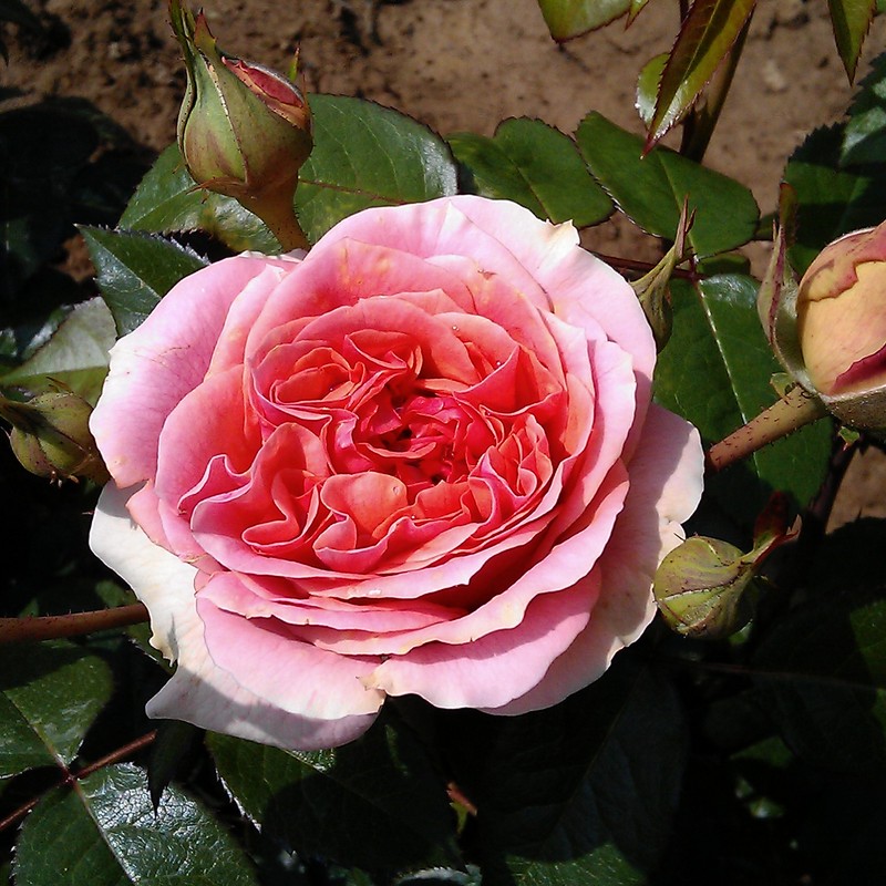 Ruža LEONARD BARON kont. 3 L