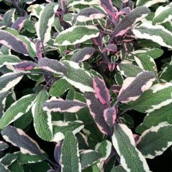 alvia tricolor K9