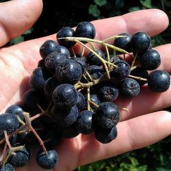 Aronia NERO