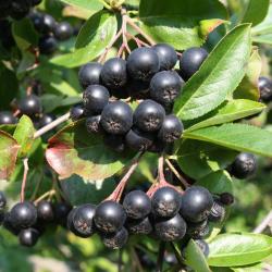 Aronia Viking