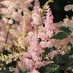 Astilba PEACH BLOSSOM
