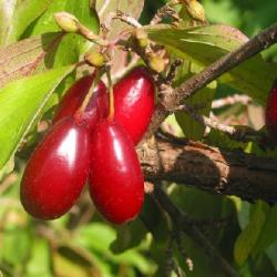 Drie vekoplod Fruchtal