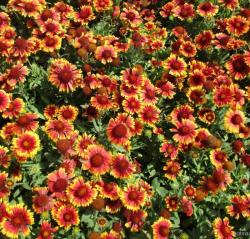Kokarda ARIZONA SUN - gaillardia, K9