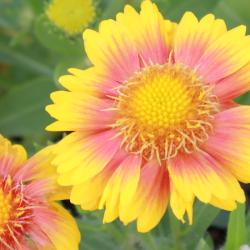 Kokarda AFRICAN SUNSET - gaillardia, K9