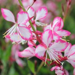 Gaura ROSY JANE kont. 1 L