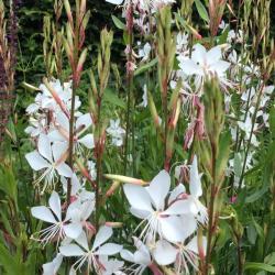 Gaura WHIRLING BUTTERFLIES kont. 1 L