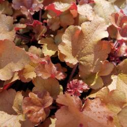 Heuchera MARMALADE kont. 1 L