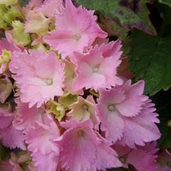 Hortenzia kalinolist DOLCE FARFALLE kont. 9L