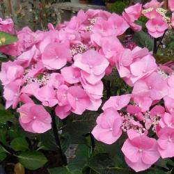 Hortenzia kalinolist ZORRO ROSE kont. 9L