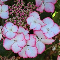 Hortenzia kalinolist DOLCE KISS kont. 9L
