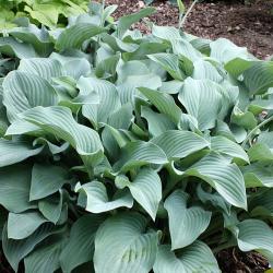 Hosta KROSSA REGAL