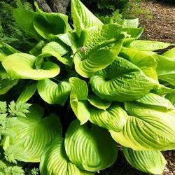 Hosta SUM AND SUBSTANCE kont. 1,5 L