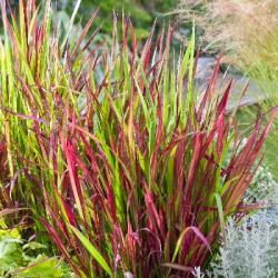Imperata cylidrica 