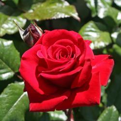 Ruža INGRID BERGMAN kont. 3 L