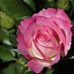 Ruža BORDÜRE ROSE kont. 3 L