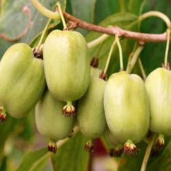 Mrazuvzdorn  KIWI SENTYBRASKAYA / Aktinidia kolomikta