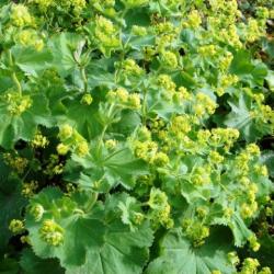Alchemilla mollys IRISH SILK