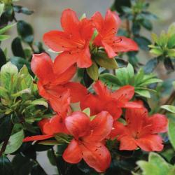 Azalka GEISHA ORANGE