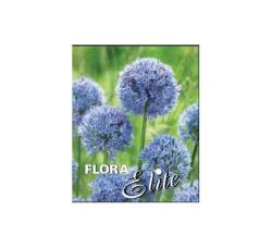 Okrasn cesnak Allium caeruleum 20ks/bal