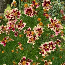 Krsnooko Coreopsis Ruby Frost kont. 1 L