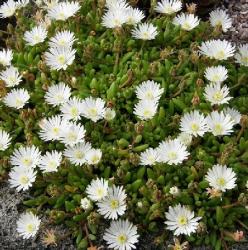 Delosperma WHITE NUGGET