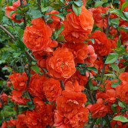 Dulovec /Chaenomeles/ ORANGE STORM