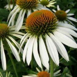 Echinacea biela