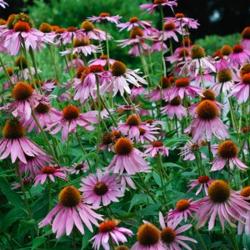 Echinacea purpurov