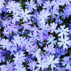 Flox idlolist EMERALD CUSION BLUE