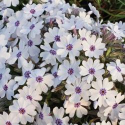 Flox idlolist BAVARIA