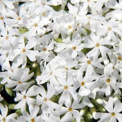 Flox idlolist SNOWFLAKE