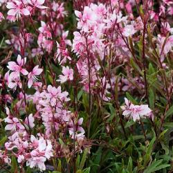 Gaura CHERRY BRANDY kont. 1 L