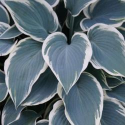 Hosta EL NINO