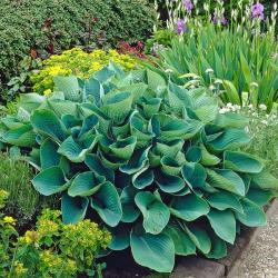 Hosta  ELEGANS kont. 1,5 L
