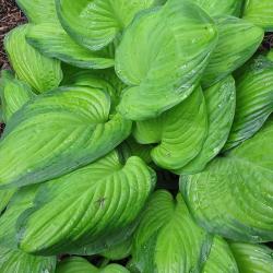 Hosta Guacamole