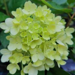 Hortenzia MAGICAL SUMMER  kont 2L 40/60 cm