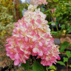 Hortenzia VANILLE FRAISE  C2 40/60