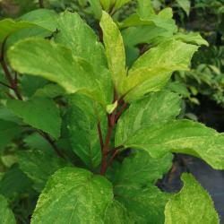 Hortenzia SHIKOKU FLASH  kont 2L 40/60 cm