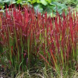 Imperata "RED BARON" K9