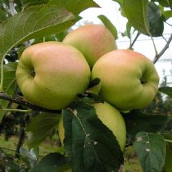 Jablo GOLDEN DELICIOUS
