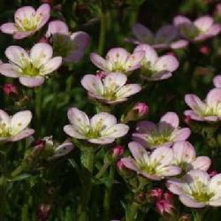 Lomikame EPPLE BLOSSOM C1