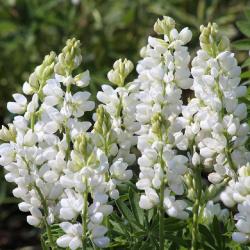 Lupinus biely