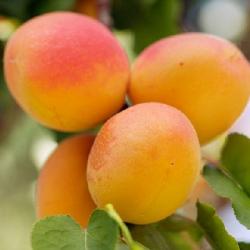 Marhua EARLY ORANGE / St. Julien