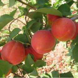 Marhua BERGERON