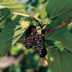 Morua iernoplod ILLINOIS EVERBEARING kont. 2 L