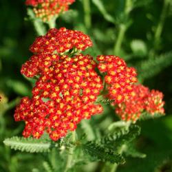 Rebrek   / Achillea / PAPRIKA