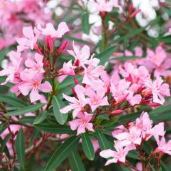 Oleander krk EMILIE kont. 2 L