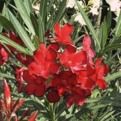 Oleander mini stromek JANNOCH kont. 2 L