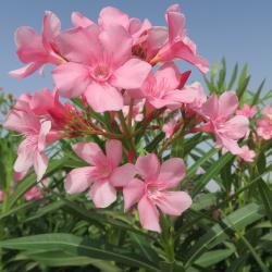 Oleander mini stromek SOLEI LEVANT kont. 2 L